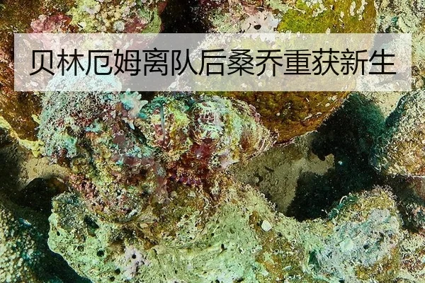 bei-lin-e-mu-li-dui-hou-sang-qiao-chong-huo-xin-sheng-2-922.jpg
